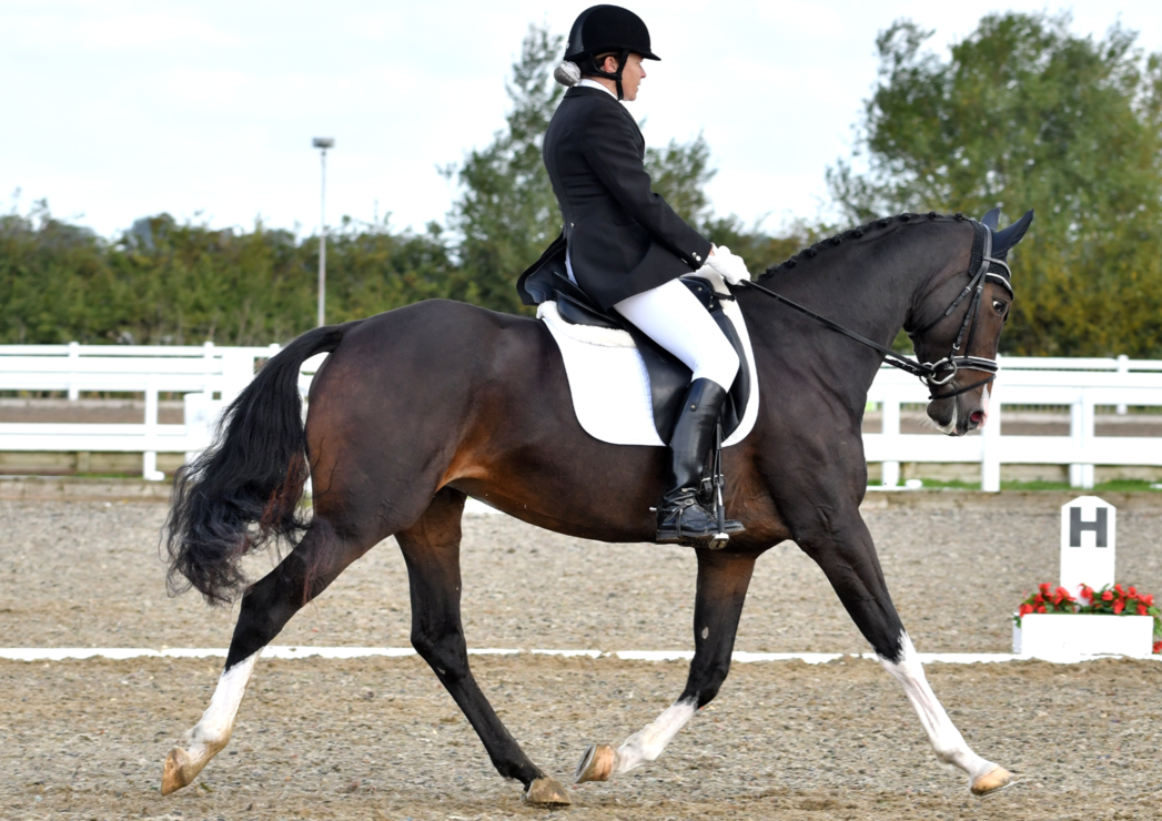 DRESSAGE